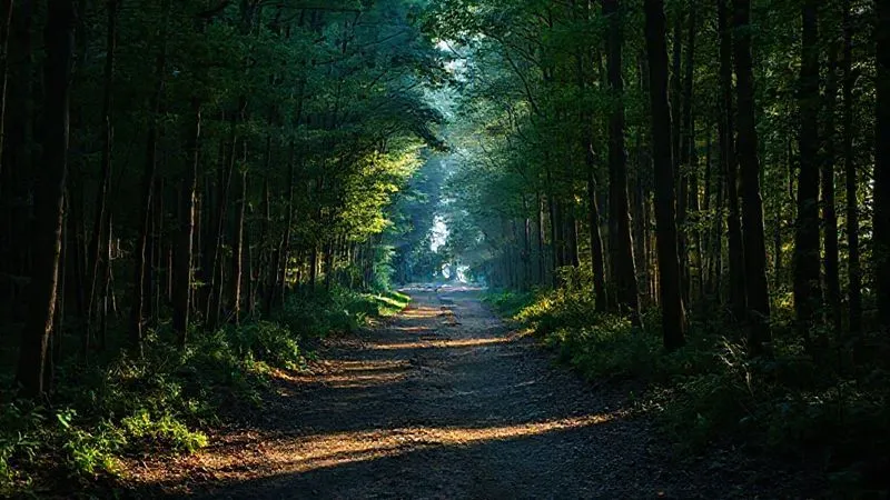 photorealistic, professional photography, 8K, cinematic lighting, sharp focus, depth of field, shot on a high-end DSLR. A clear, illuminated path leading through a dense, previously dark forest, symbolizing clear communication and guidance. The light source is gentle and inviting, creating a sense of clarity and direction.